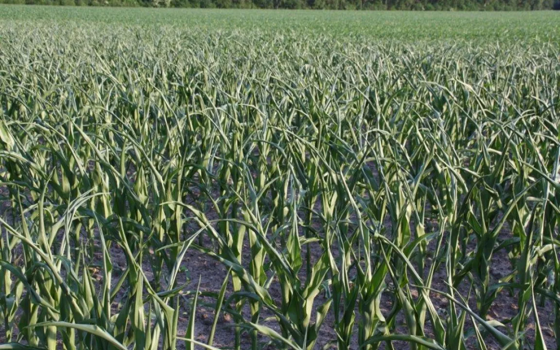 Proteinveränderung gegen Trockenstress