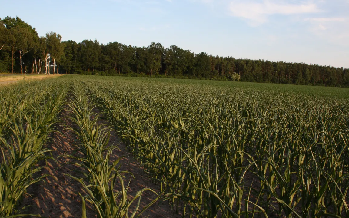 Forschungsziel Trockenstresstoleranz