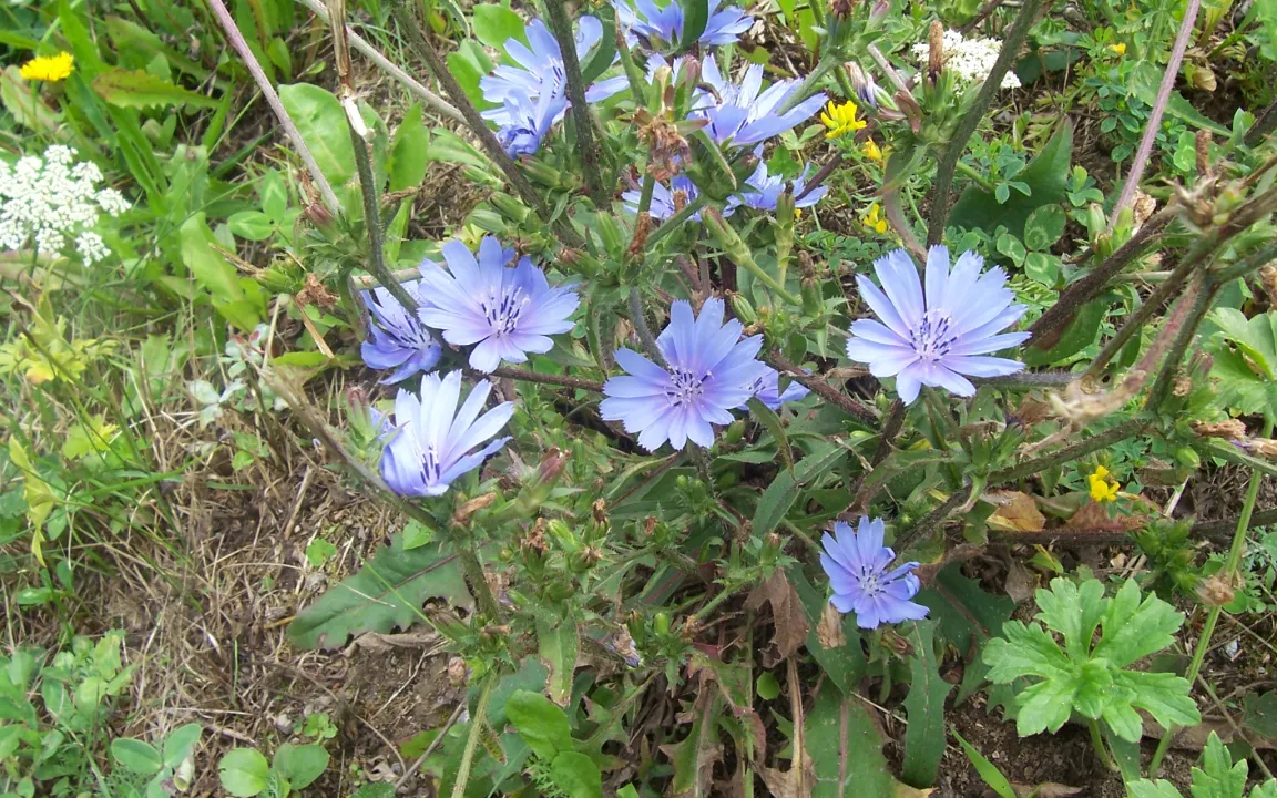 Die Wegwarte ist "Heilpflanze des Jahres 2020" 