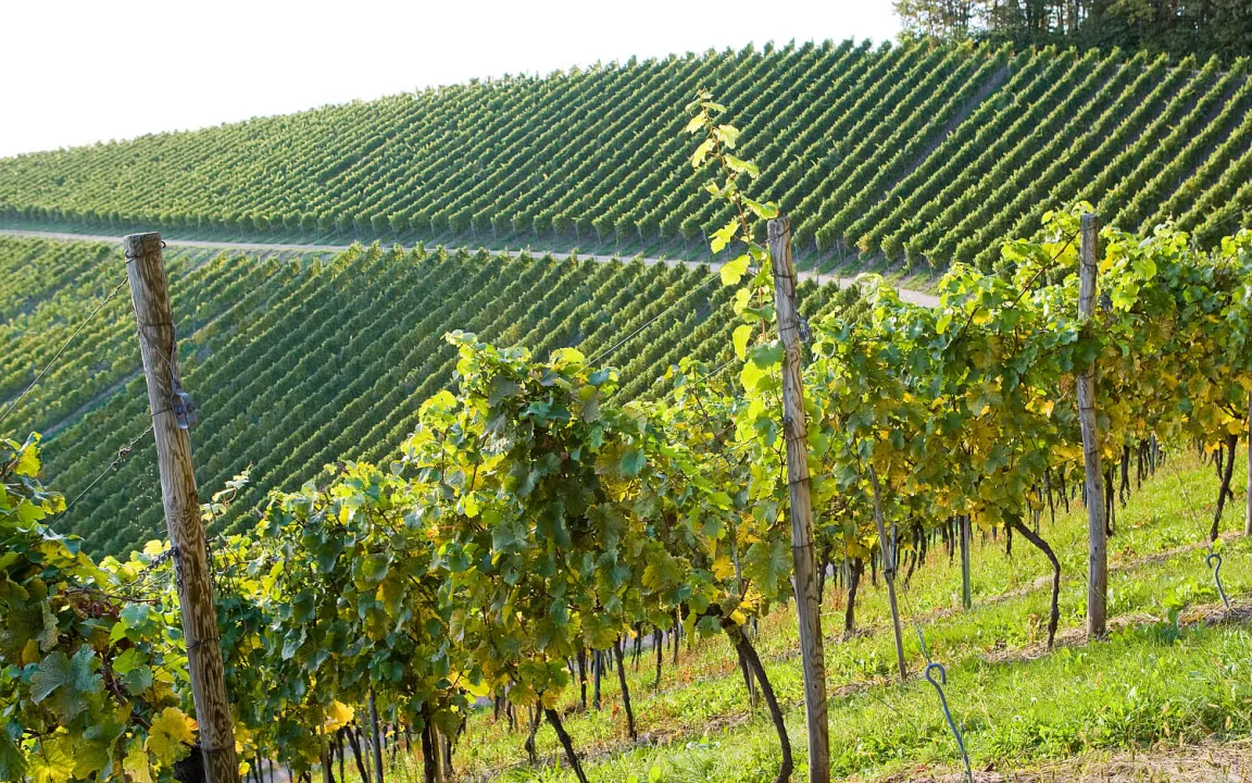 Sprühdrohnen im Weinbau