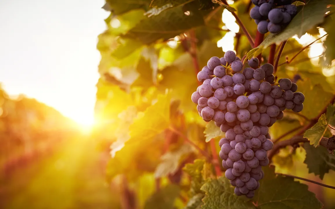 Spanische Verhältnisse in den Weinbergen