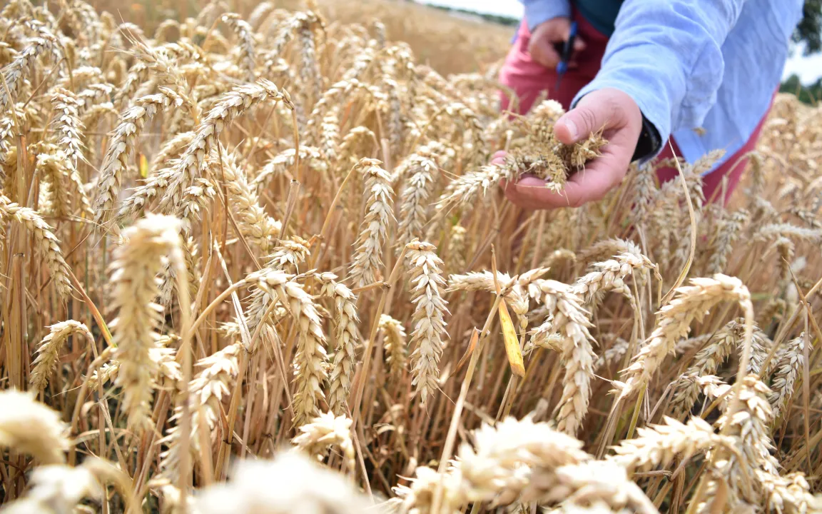 Mehr Protein in modernen Sorten durch Wildweizen