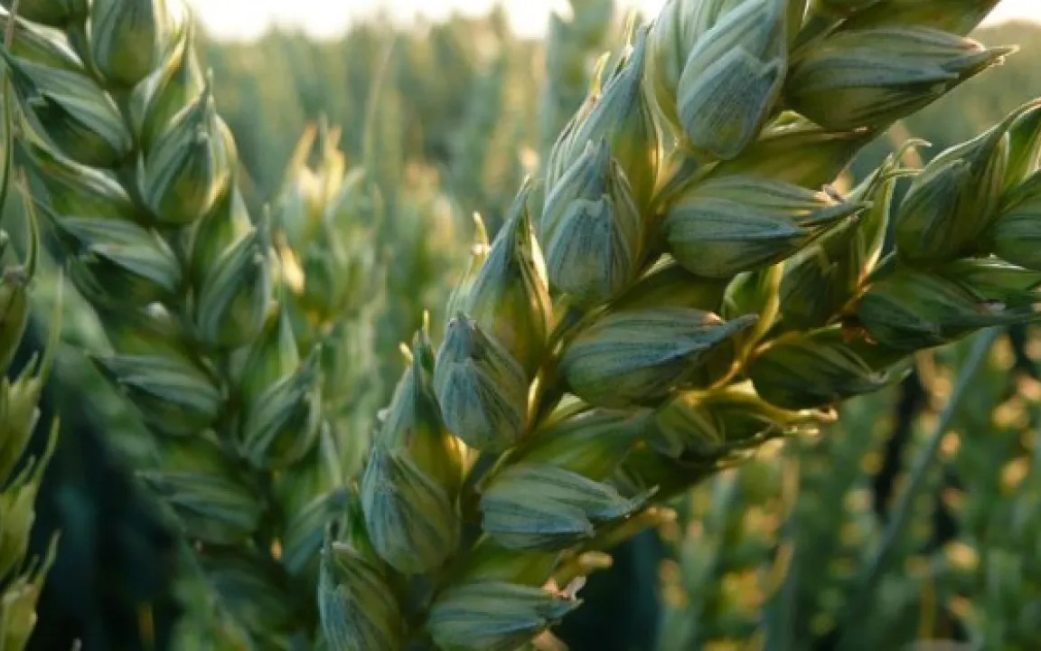 Internationale Weizen-Initiative