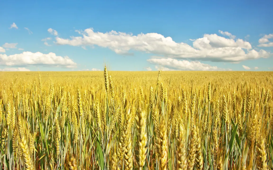 Roggen-Gene können Weizen bei Dürrestress helfen