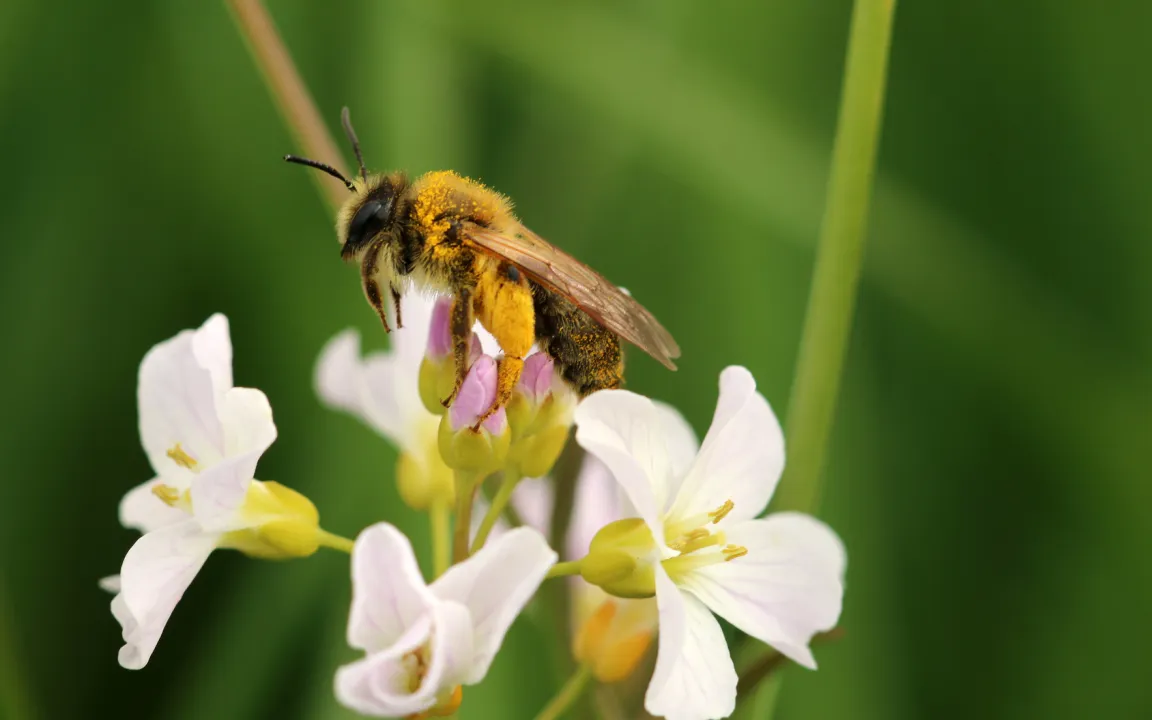 Wilde Bienen im Unterricht und auf dem Feld