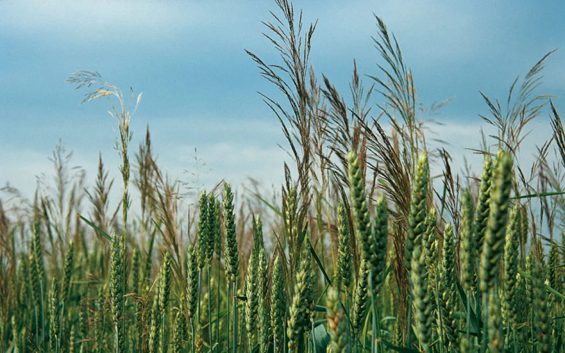 Resistenter Windhalm macht sich immer breiter