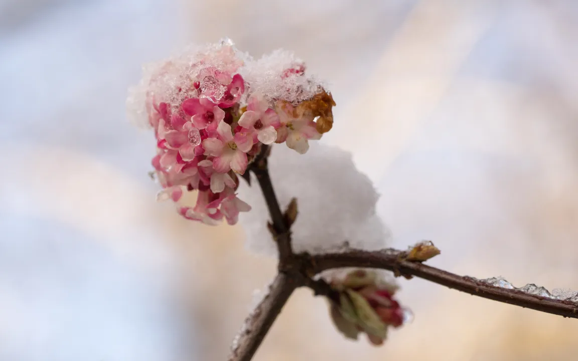 Attraktiver Winterblüher: Der Winterschneeball