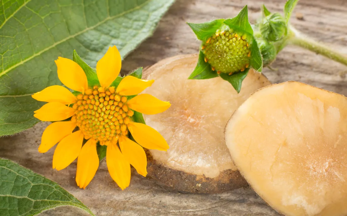 Yacon – Superknolle aus Südamerika