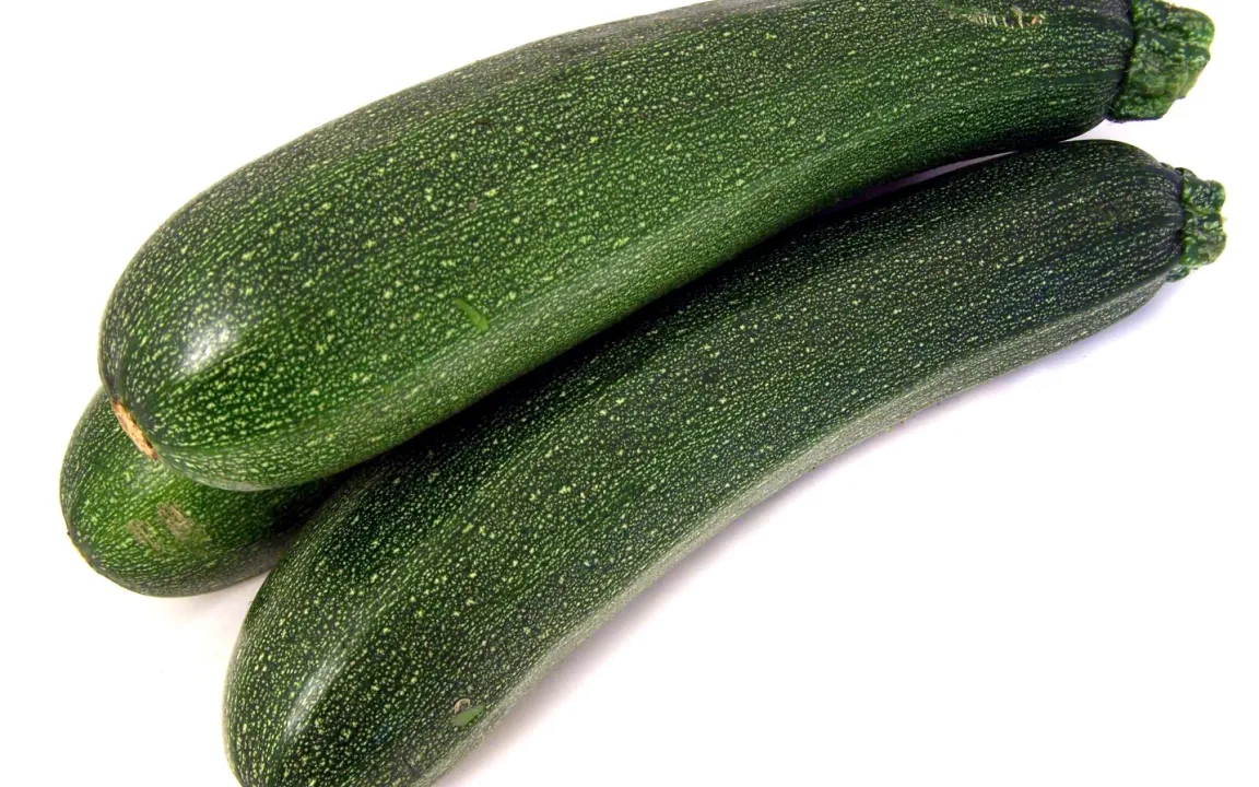 Zucchini – Kürbisse in Gurkenform