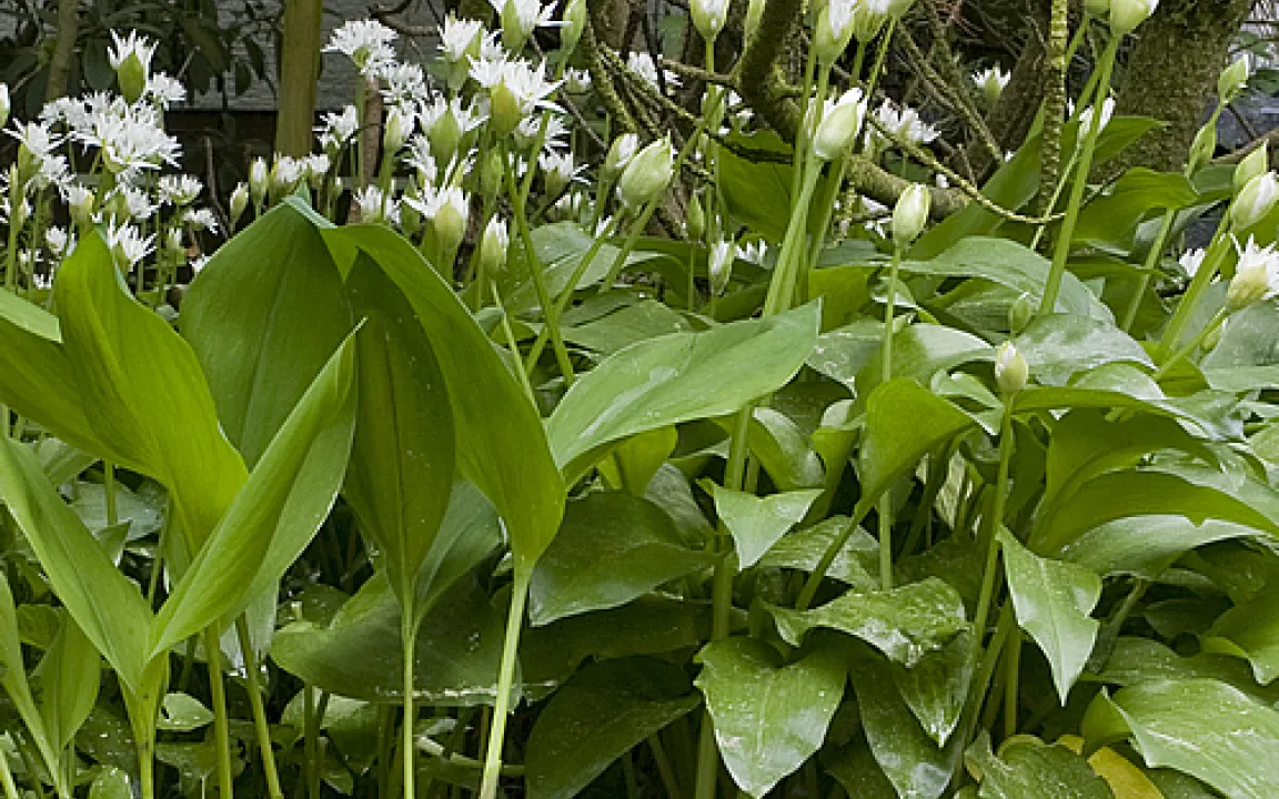 Bärlauch oder Maiglöckchen – zum Verwechseln ähnlich?