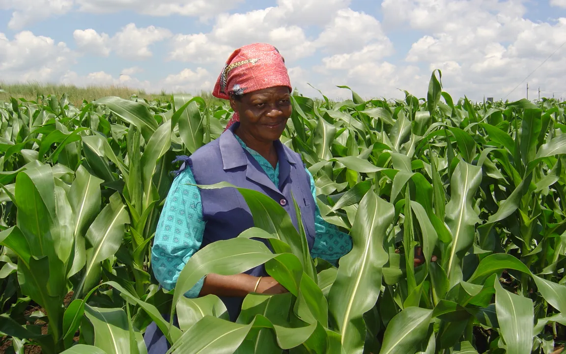 Anbaufläche mit gentechnisch veränderten Pflanzen wächst