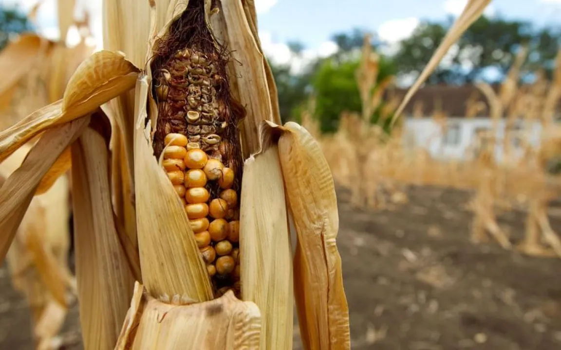 Maisanbau auch unter Dürrebedingungen dank Gentechnik