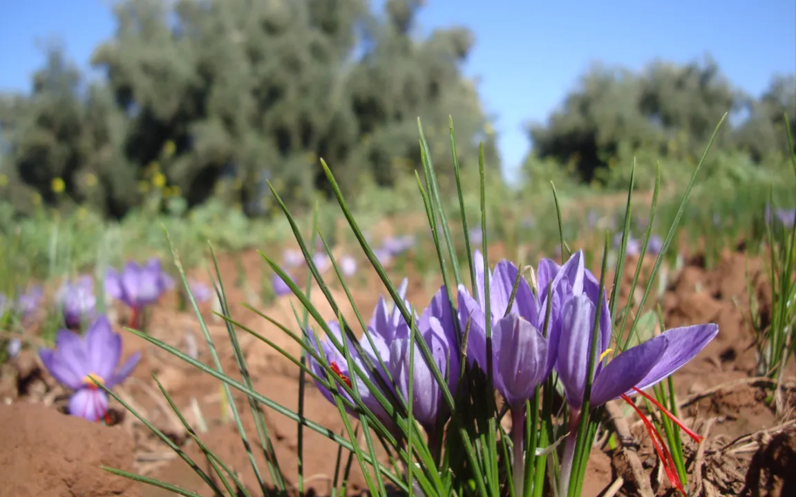 Safran – ein Gewürz aus Tausend und einer Nacht