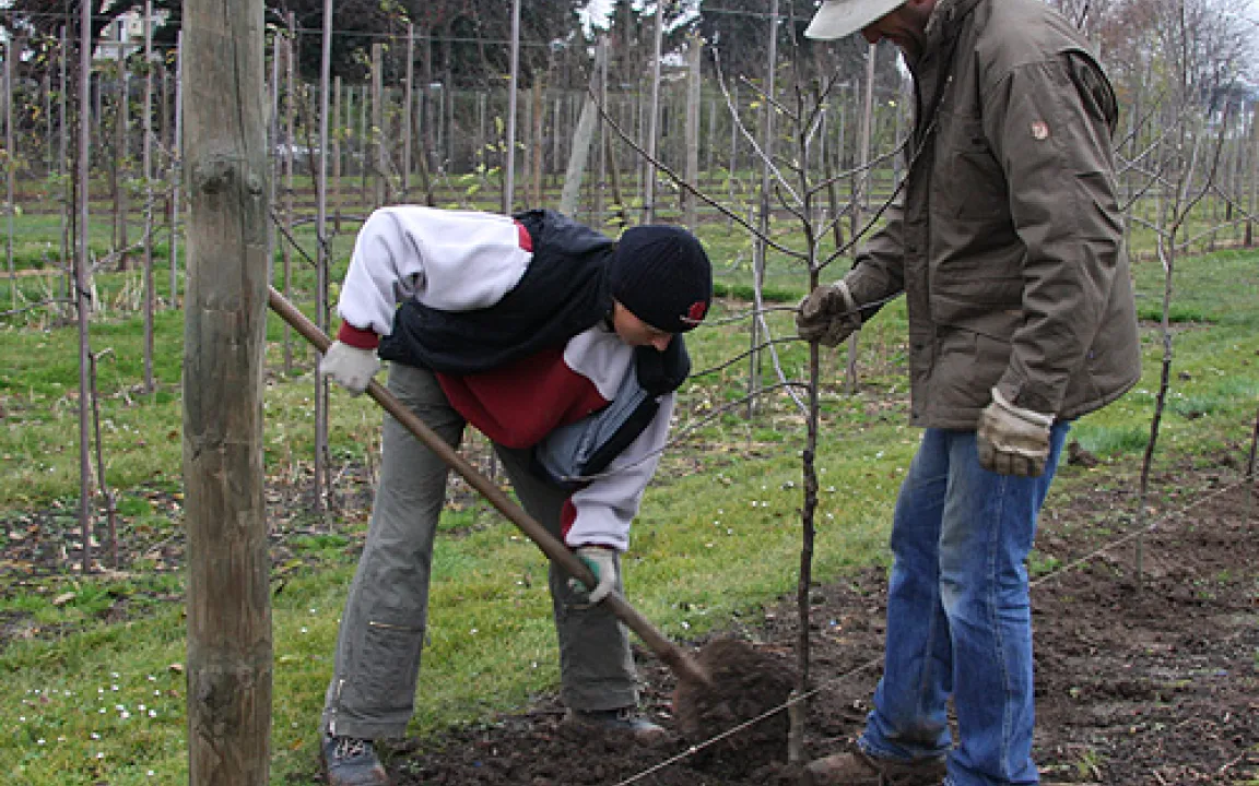 Spätherbst in der Obstanlage 