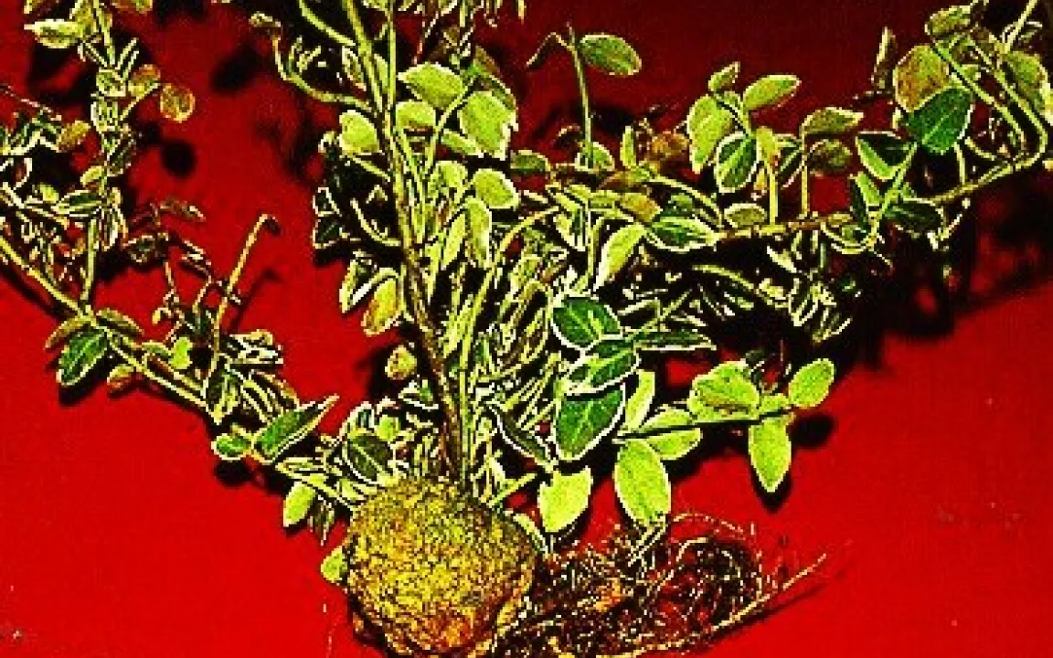 Bei der Gehölzpflanzung auf Wurzelkropf und Krebs achten