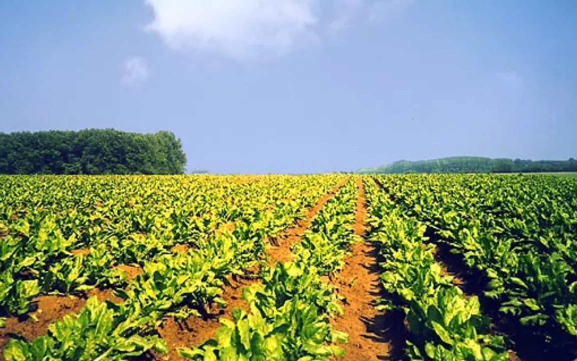 Chicorée, das belgische Gemüse
