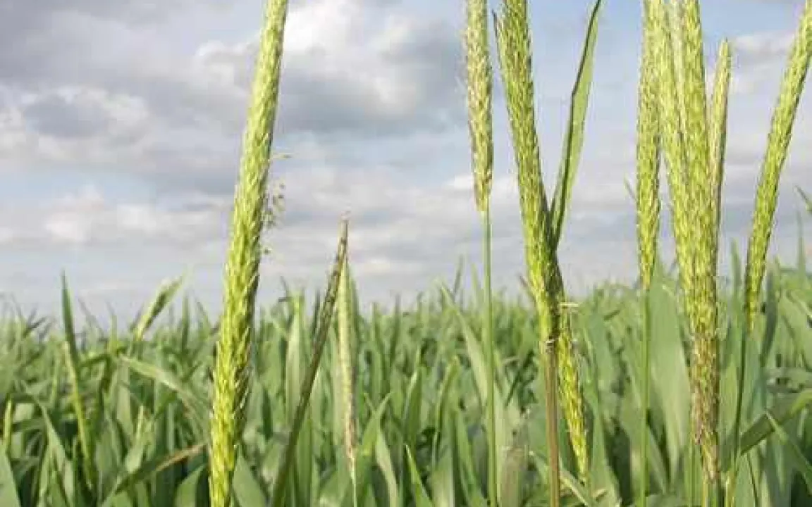 Ackerfuchsschwanz wird zunehmend resistent