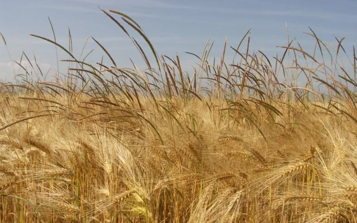 Herbizidresistente Unkräuter machen Landwirten zu schaffen