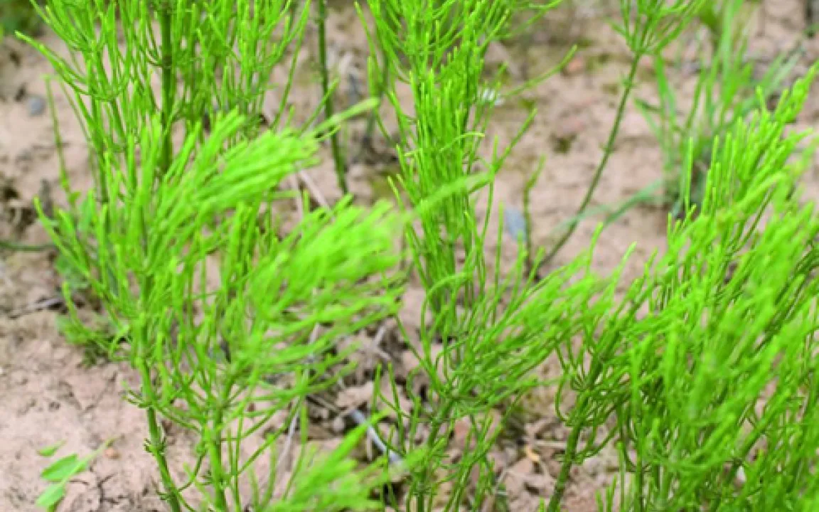 Gift für Wiederkäuer, biologisch wertvoll im Sinne der Artenvielfalt: der Sumpfschachtelhalm 