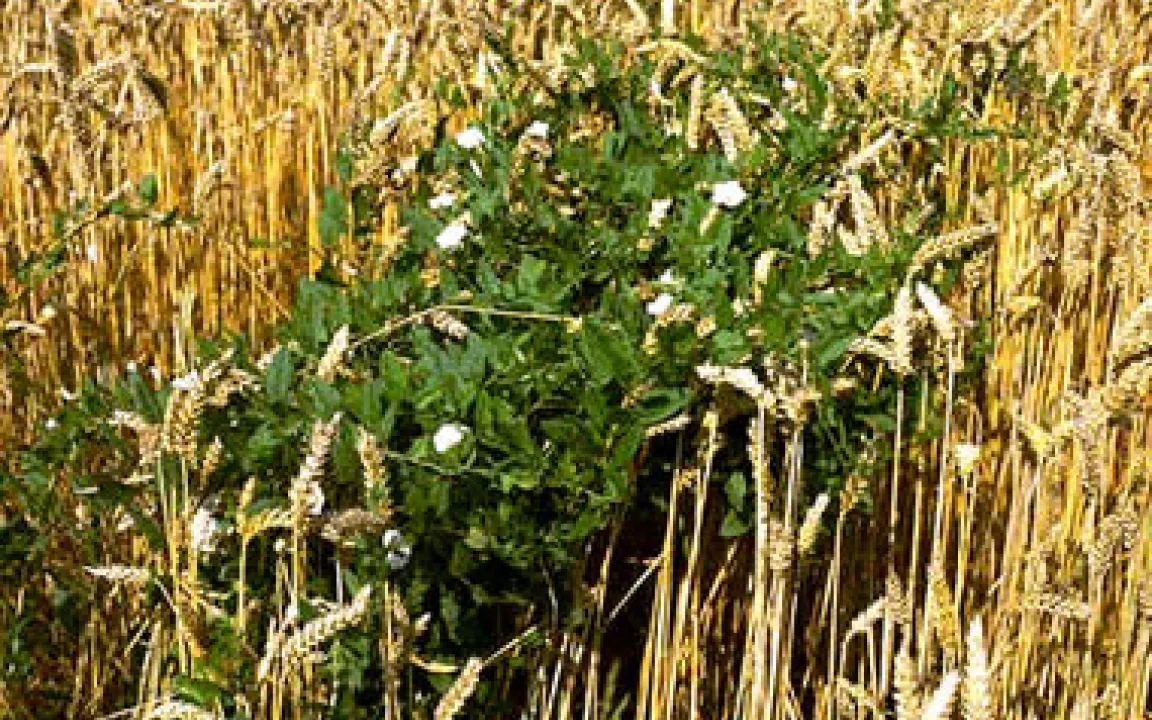 50 Jahre Wuchsstoffe in der Landwirtschaft