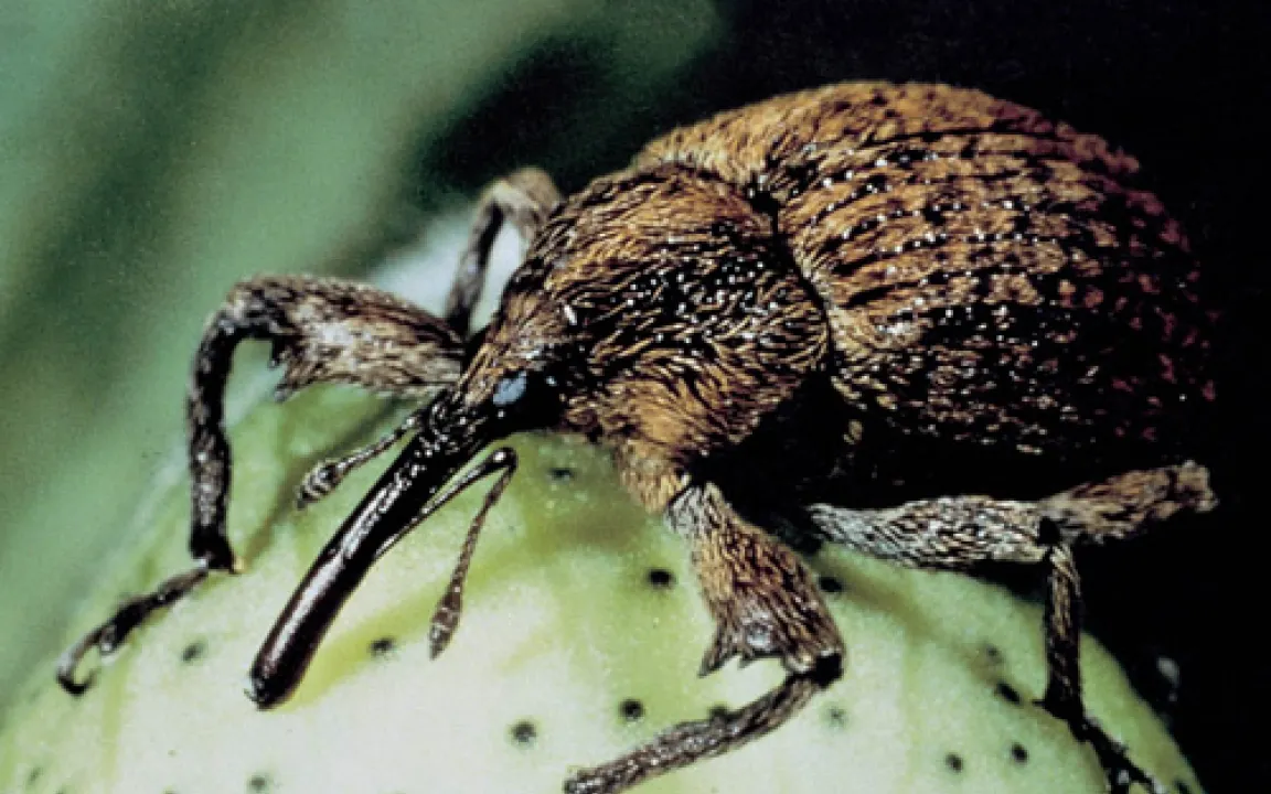 Bt-Baumwolle gegen Baumwollkapselkäfer 