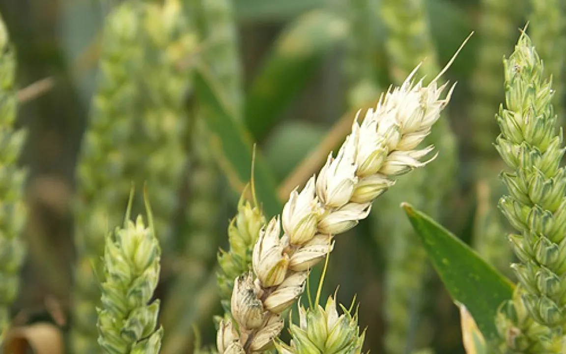 Wird 2008 ein Fusarium-Jahr?