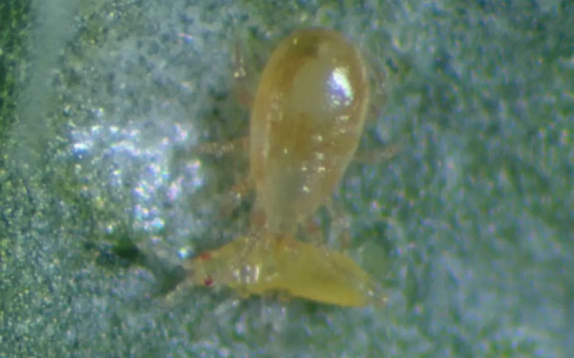 Räuber schützen Obst und Gemüse 