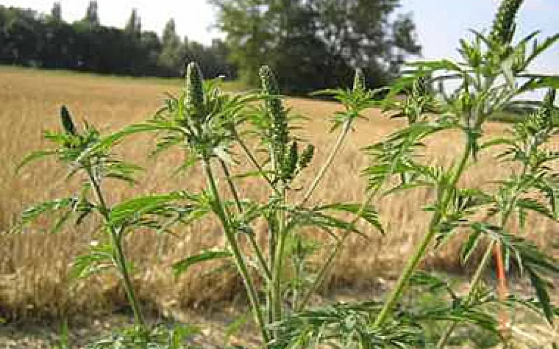 Zahlen, Daten, Fakten 9/06