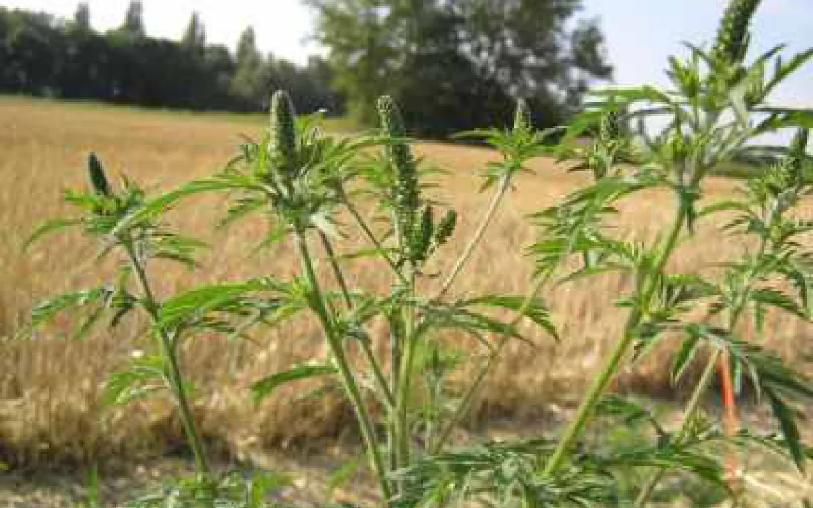 Unerwünscht, weil allergen – das Beifußblättrige Traubenkraut 