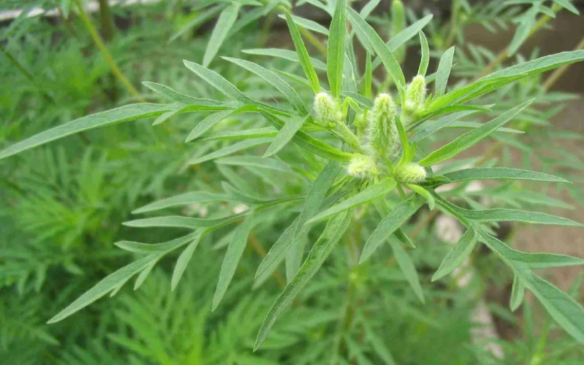 Der Ambrosie ist der Kampf angesagt