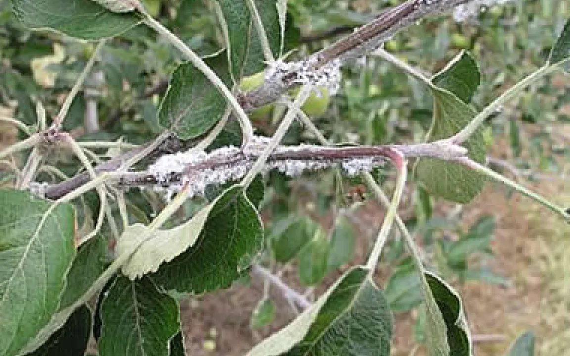 Gefährliche Blutlaus 