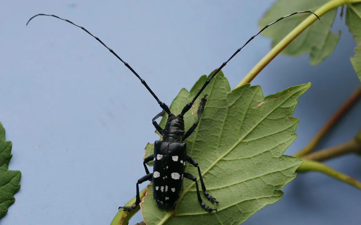 Einwanderer im Gartencenter