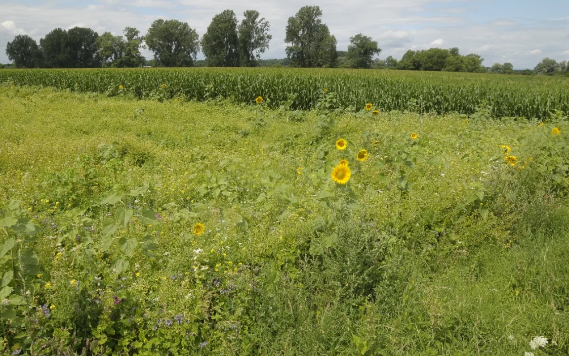 Artenvielfalt im Oberrheingraben