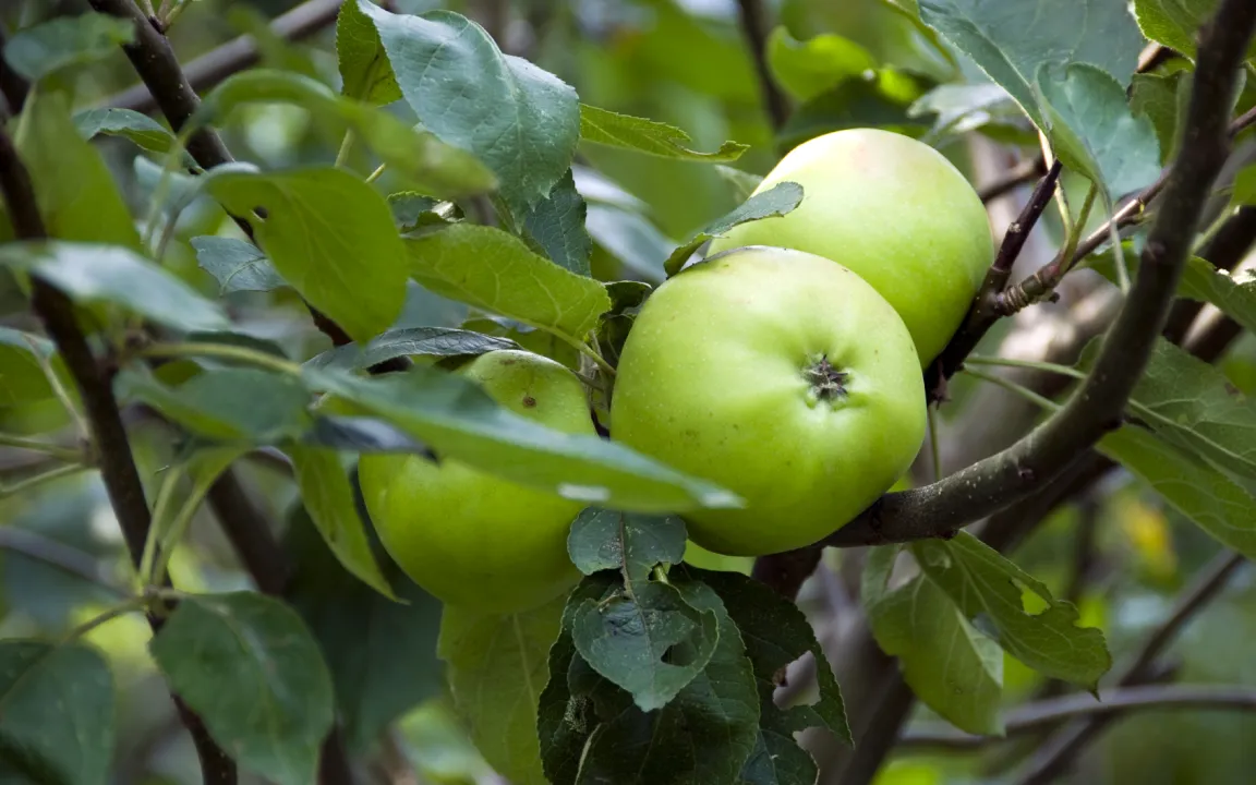 Zielgenaue Blattdüngung von Apfelbäumen
