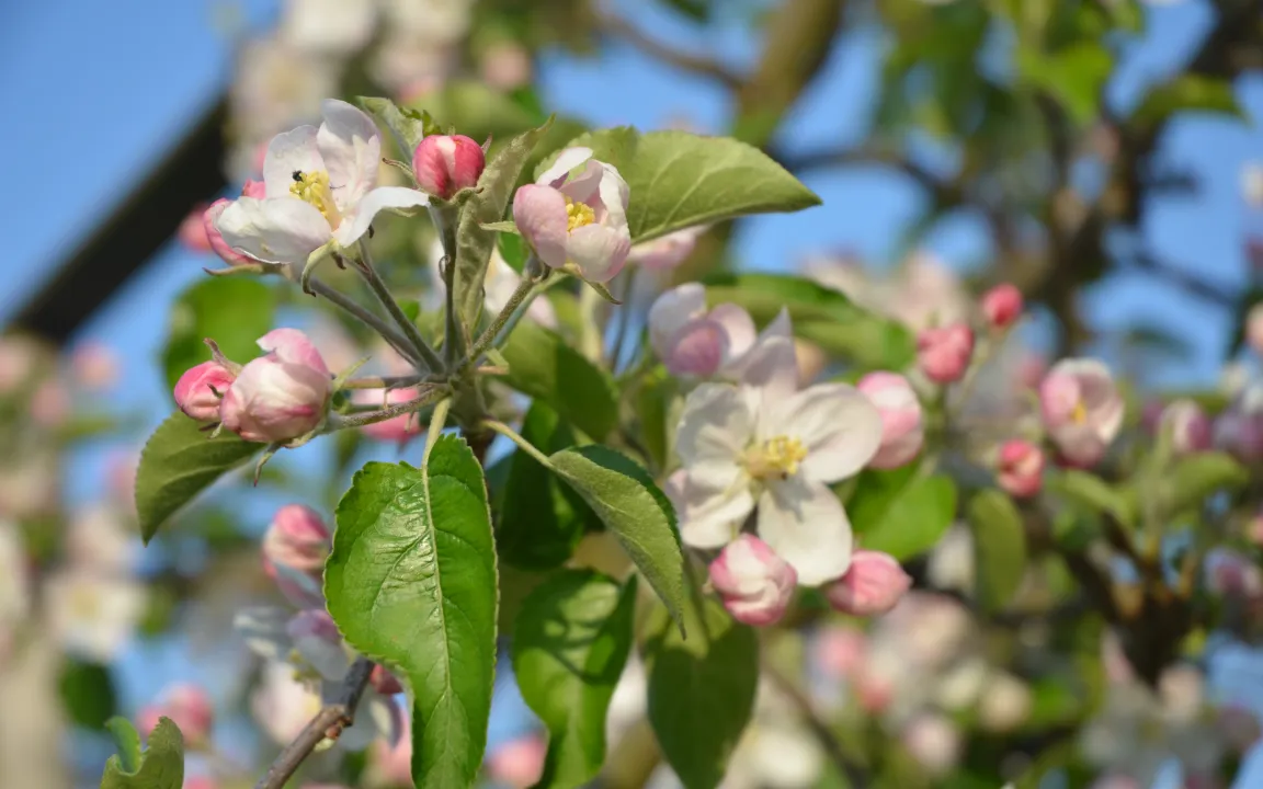 Blattlaus-Alarm am Apfelbaum
