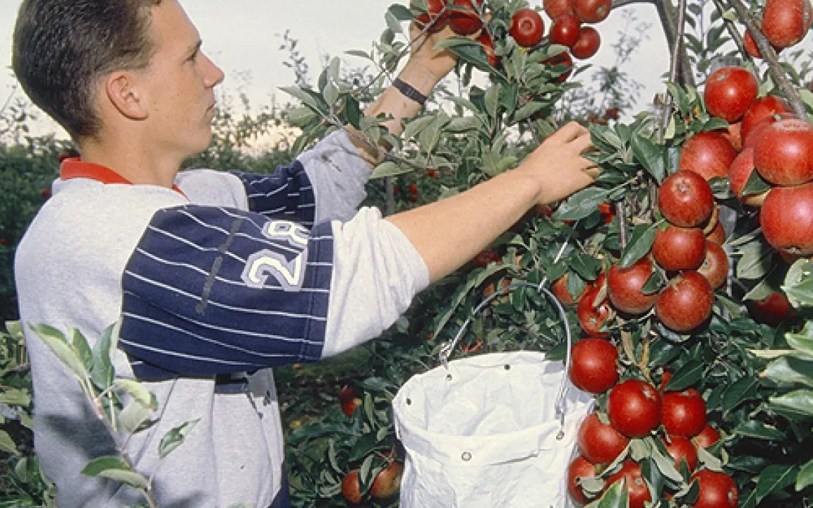 Witterung und Frostspanner haben hessischen Apfelbäumen zugesetzt