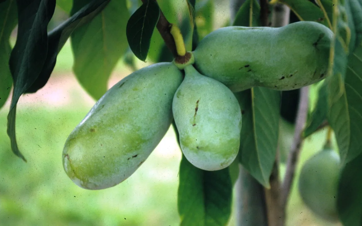 Pawpaw oder Papau - exotische Frucht mit Potenzial