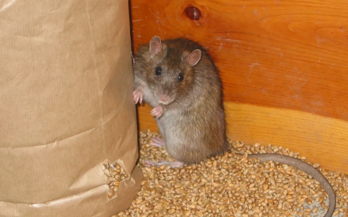 Ein kalter Winter schreckt die Ratten nicht