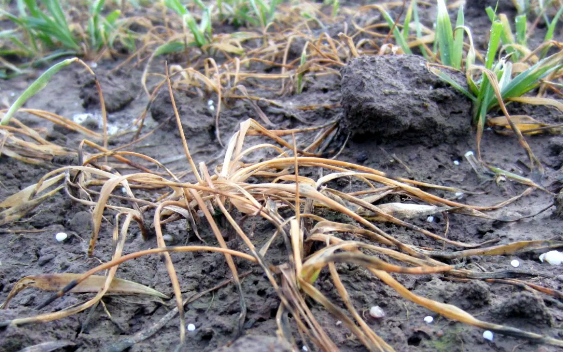 Viel Getreide in der Oberrheinebene erfroren