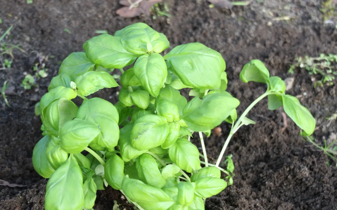 Basilikum – ein leckeres Heil- und Gewürzkraut
