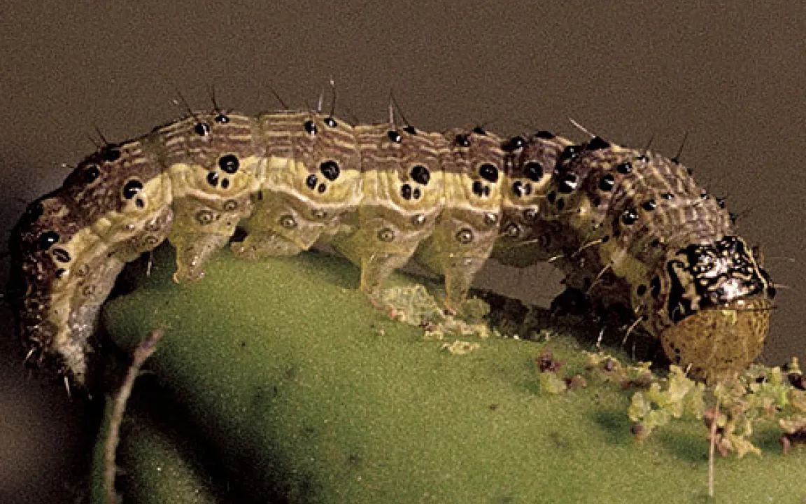 Neue Chancen für Indiens Kleinbauern 