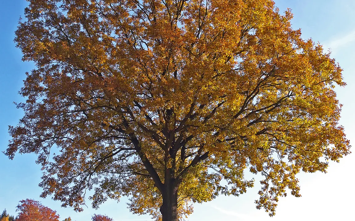 Langlebig und robust