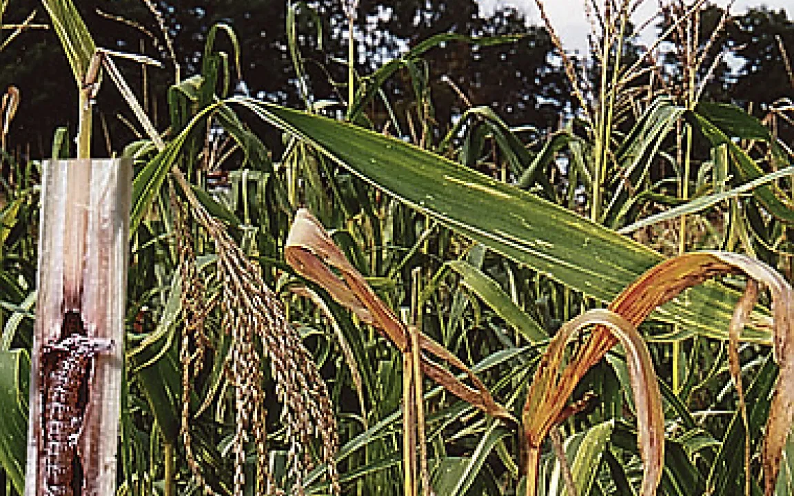 Maiszünsler auf dem Weg nach Norden
