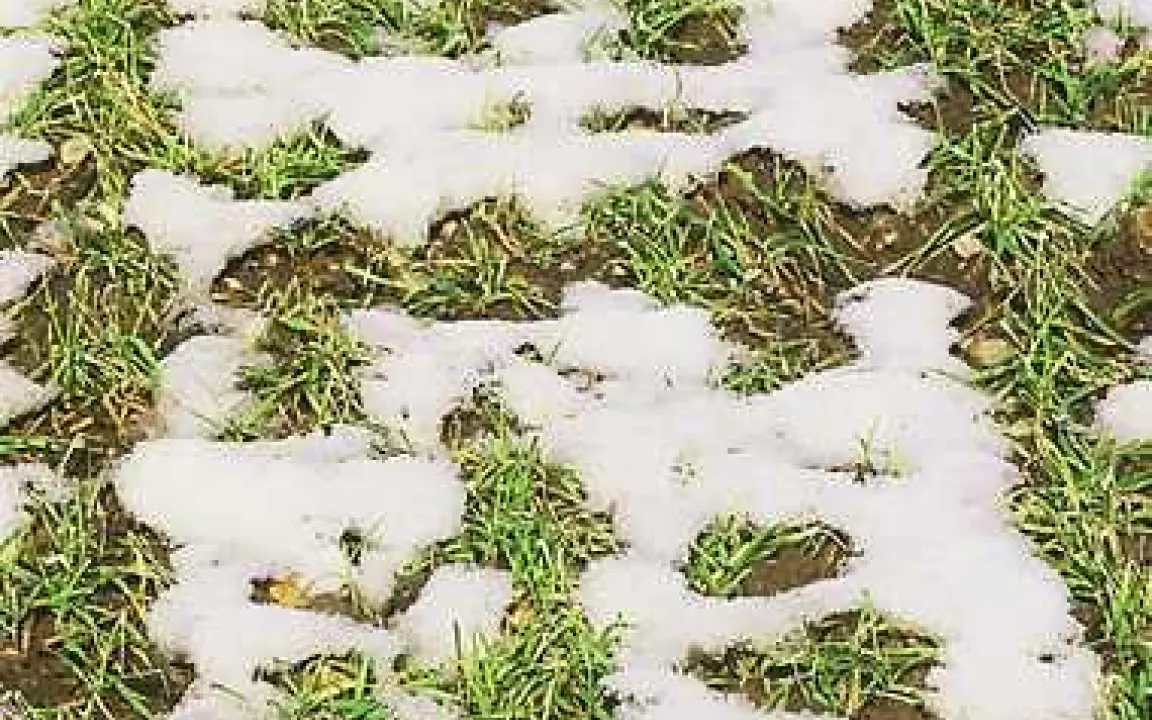 Schneeschimmel, ein Gewinner des langen Winters