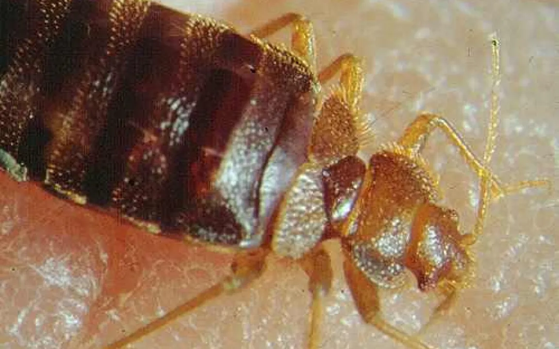 Globalisierungsgewinnerin: Die Bettwanze