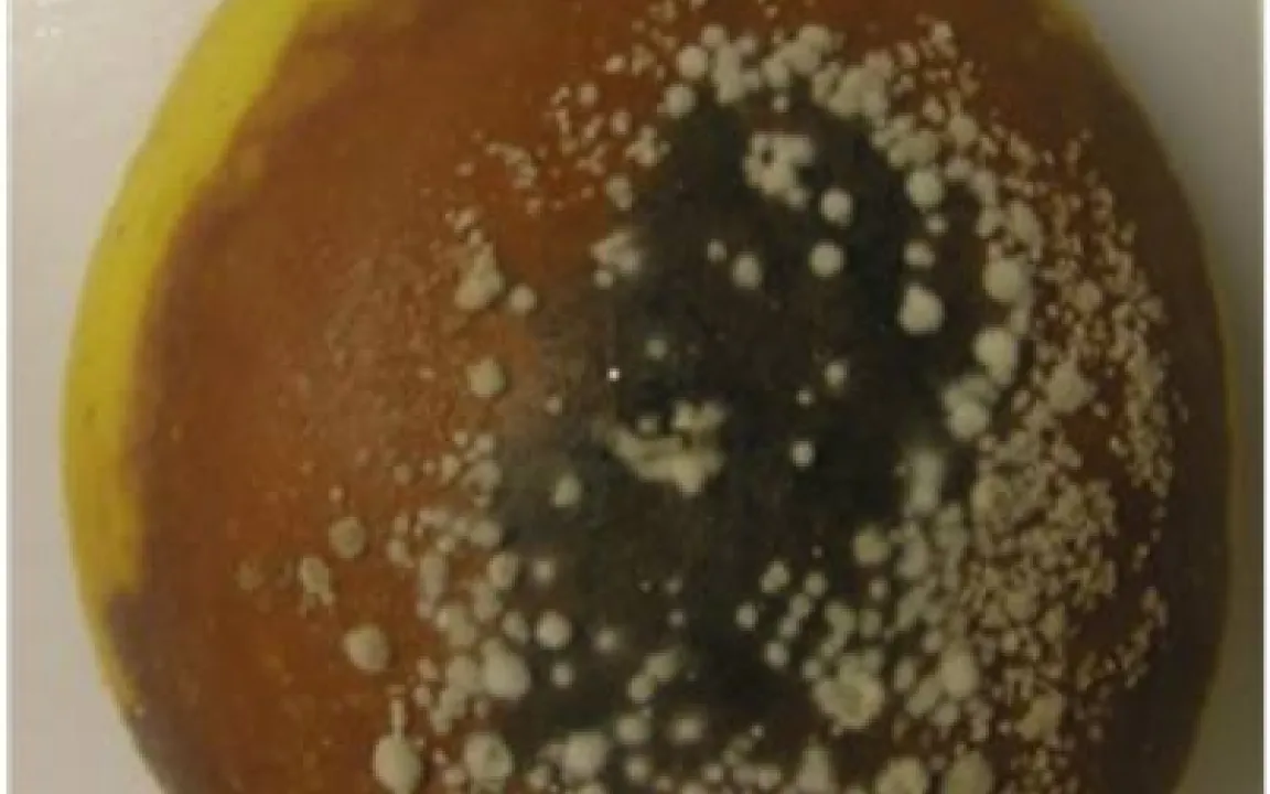 Neuer Monilia-Pilz in der Schweiz entdeckt