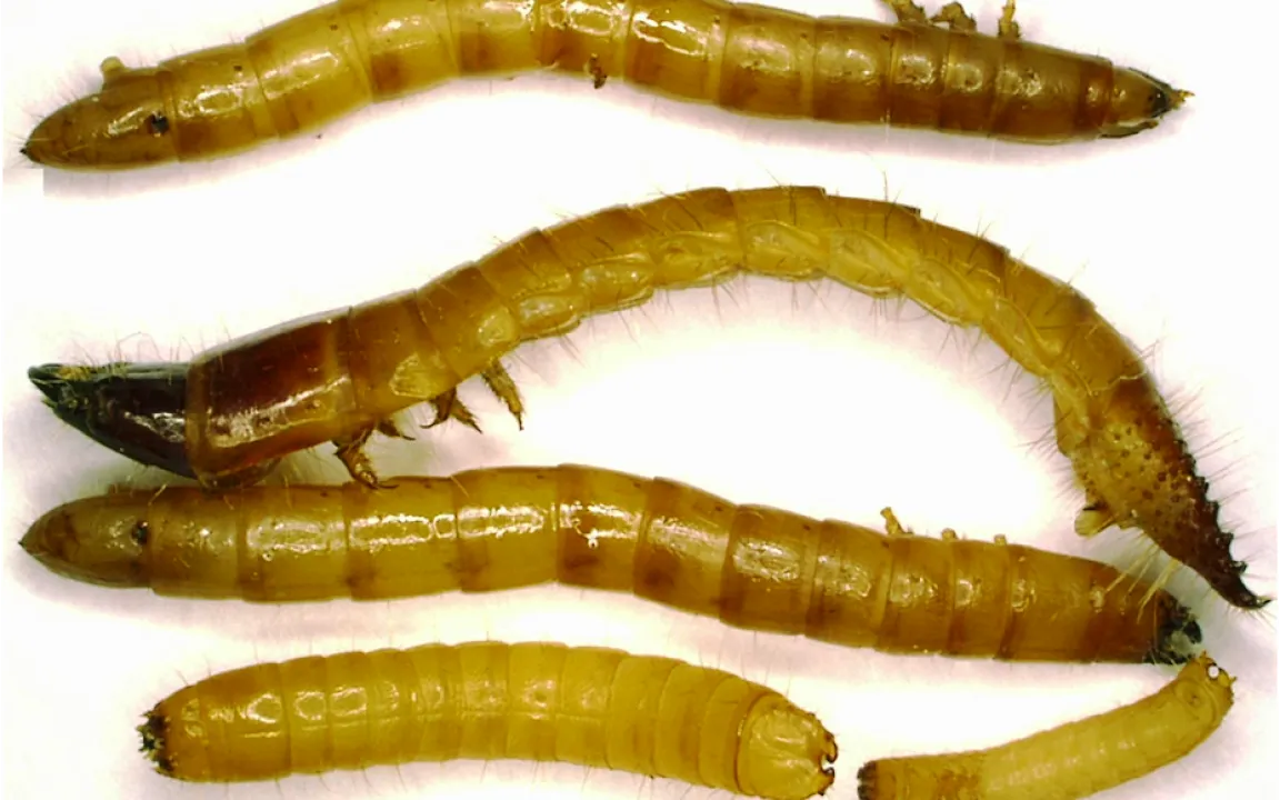 Drahtwürmer in Kartoffeln sind schwer zu bekämpfen