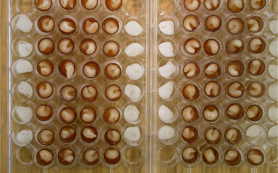 Bt-Maispollen unschädlich für Bienenlarven