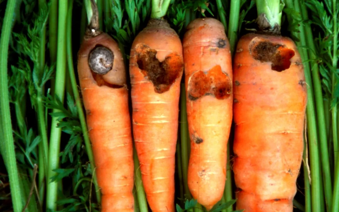 Vorsicht bei Eulen im Gemüsebeet