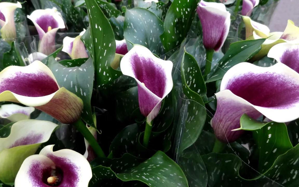 Wenn Zimmerpflanzen durstig sind